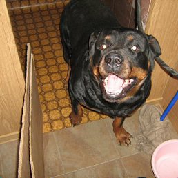 Ivan, Красноармейск